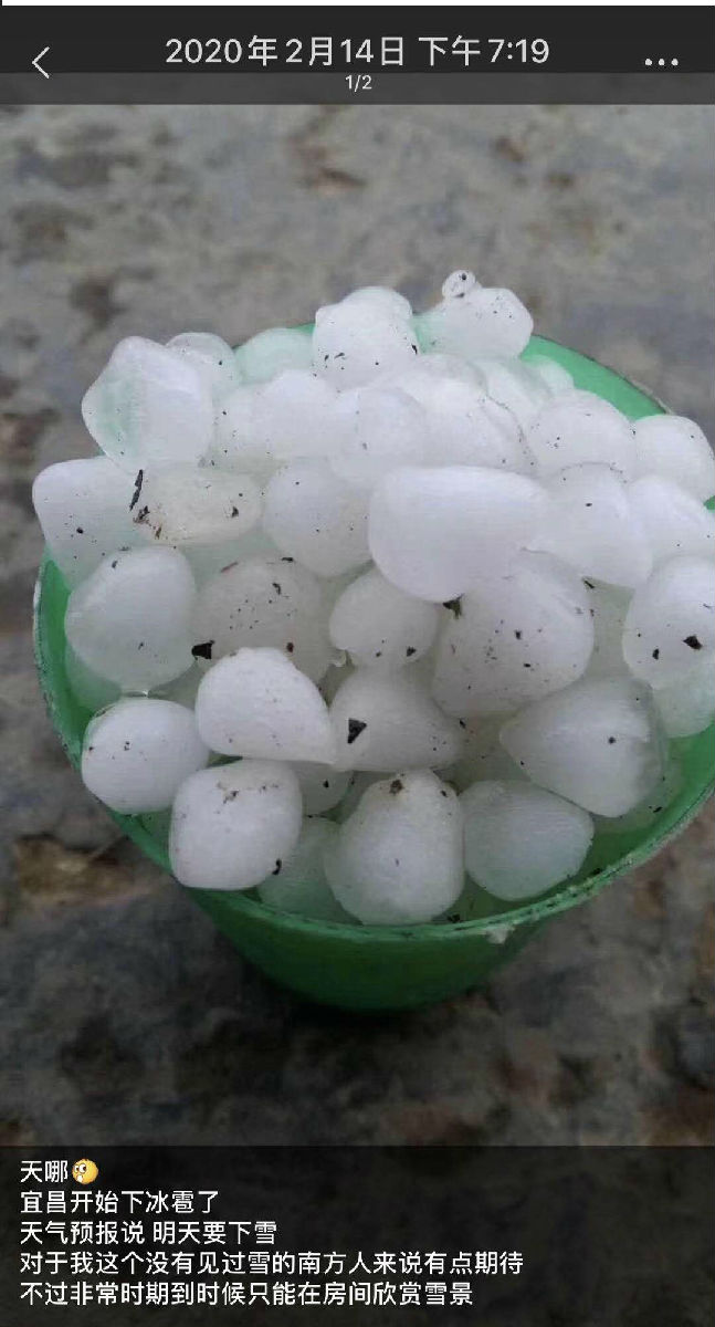 风雨中的玫瑰