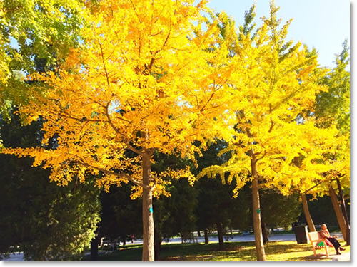 这个秋天我住在“北平” 这个秋天我住在“北平”